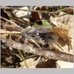 Andrena-vaga mit Stylops 02.jpg